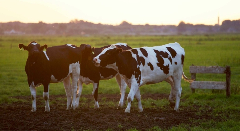Unifeed-Futtermischwagen: Was sind sie und wie funktionieren sie?