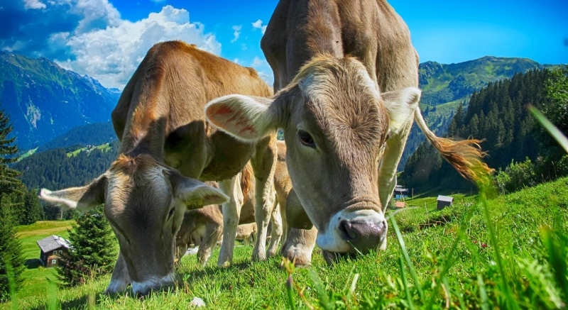 Unifeed-Messer der besten Marken fr Futtermischwagen